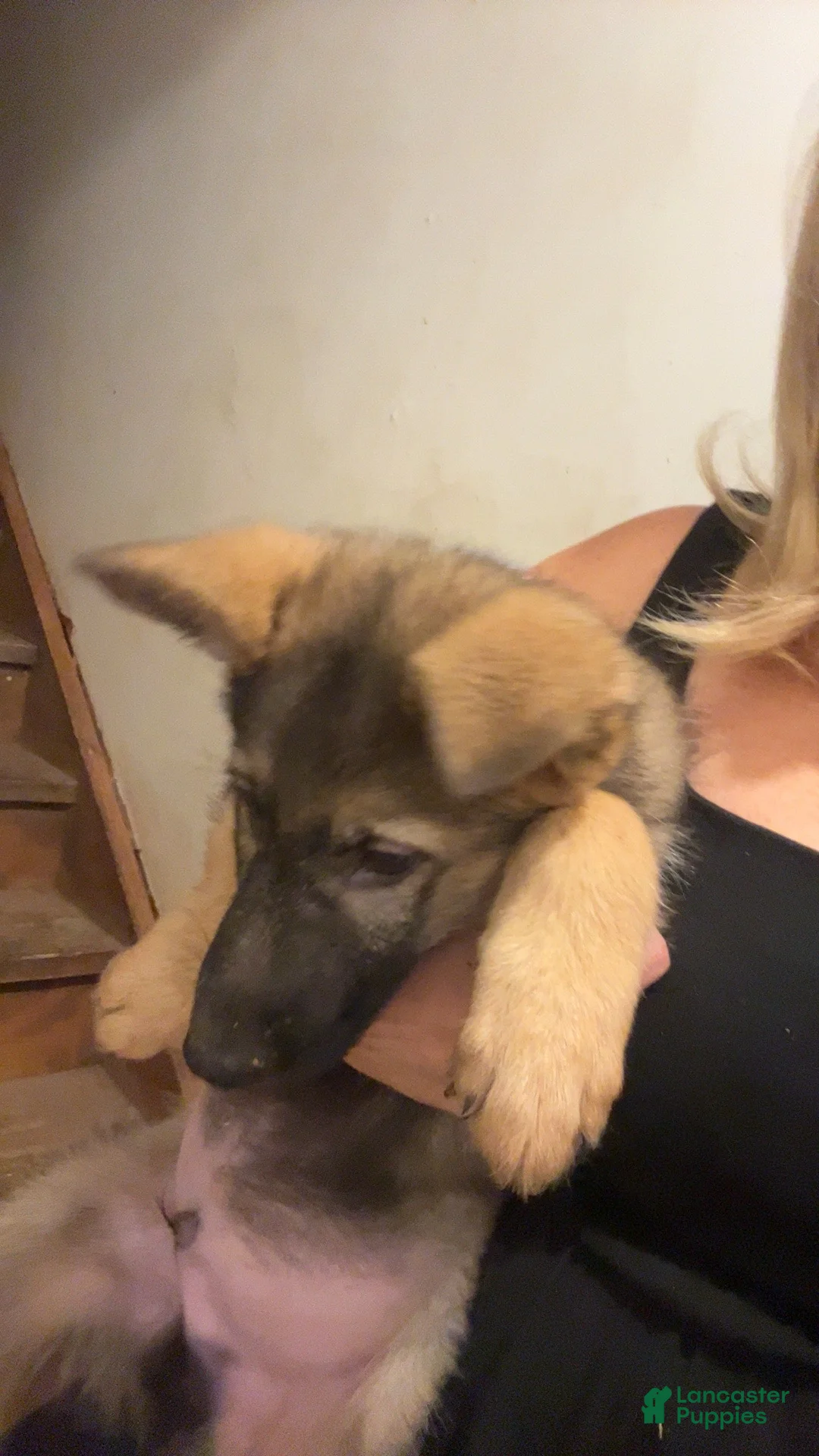 German Shepherd dogs for sale: German Shepherd 1 - Ad 2