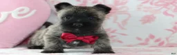 Cairn Terrier dogs for sale: Cruz - Ad 2
