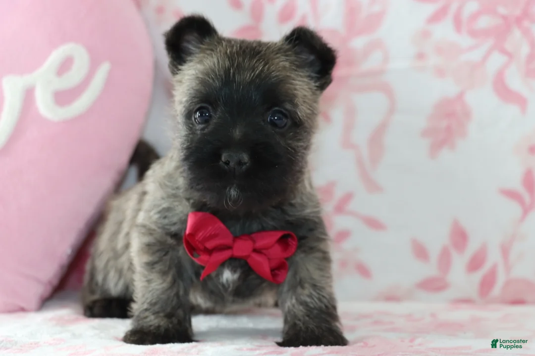 Cairn Terrier dogs for sale: Cruz - Ad 2