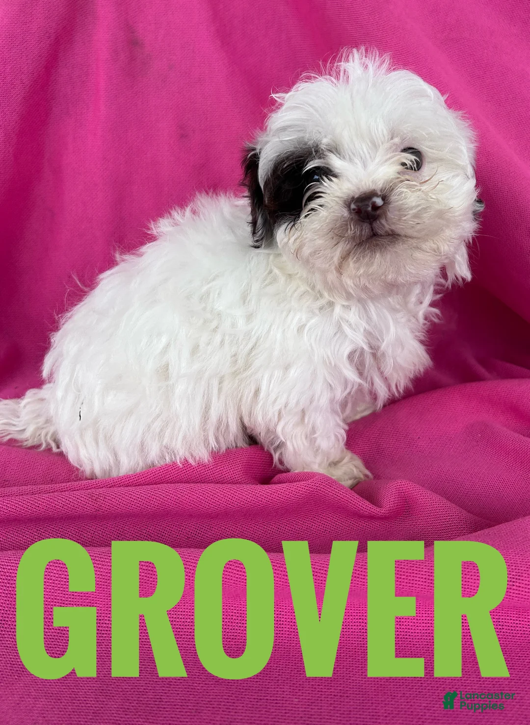 Shihpoo dogs for sale: GROVER - Ad 3