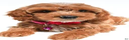 Cockapoo dogs for sale: Tiffany - Ad 4