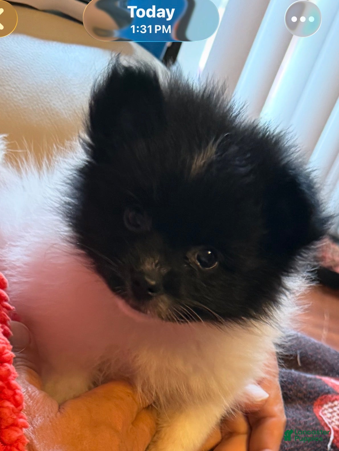 Pomeranian dogs Pebbles - Ad 2