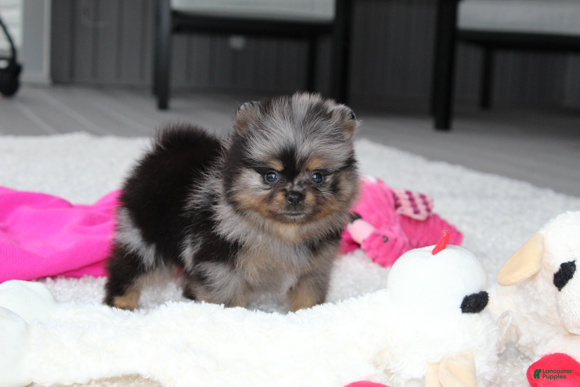 Pomeranian dogs Lexi - Ad 1