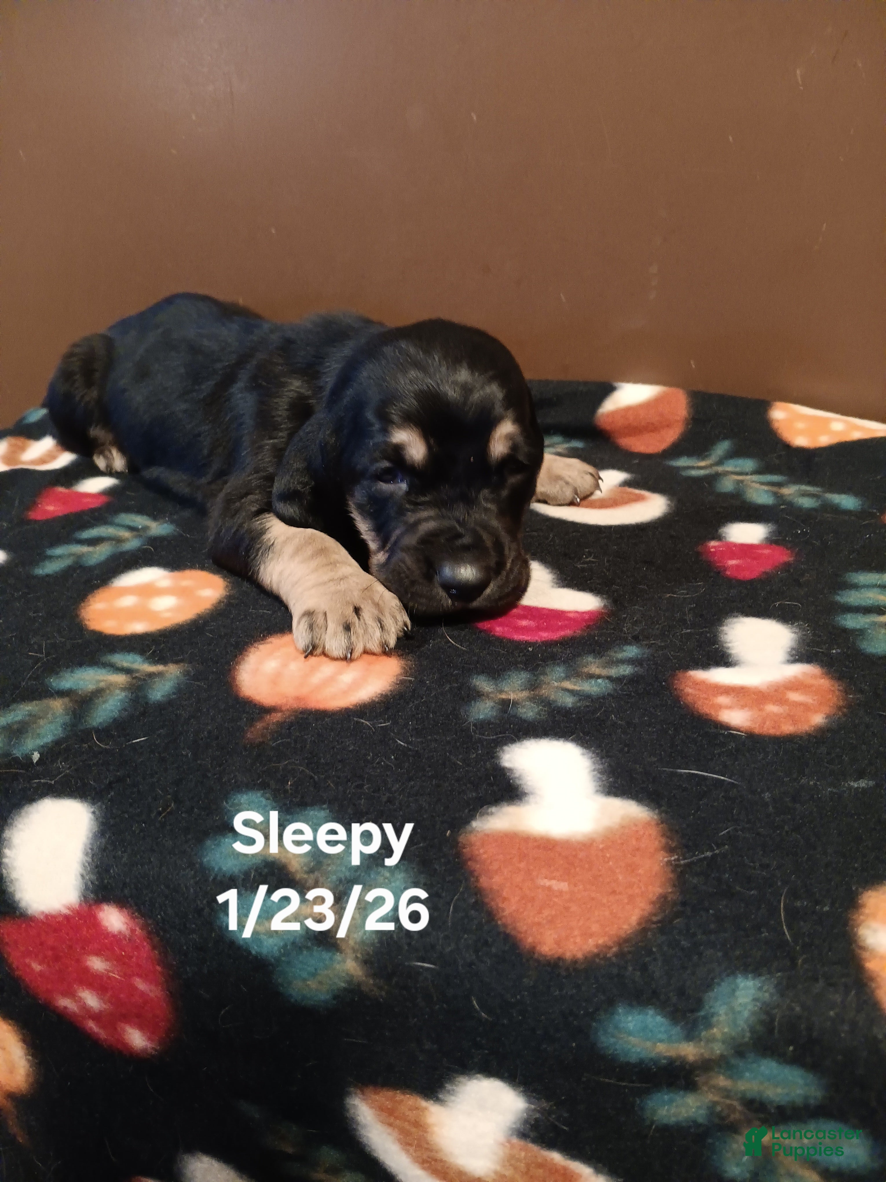 Basset Hound dogs Sleepy - Ad 40