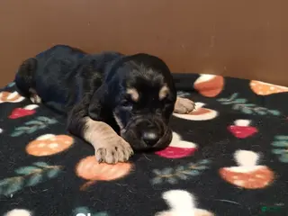 Basset Hound dogs Sleepy - Ad 17