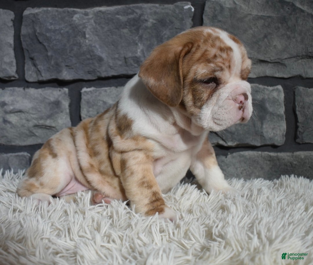 Mixed Breed dogs for sale: Rose  - Ad 5