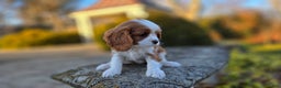 Cavalier King Charles Spaniel dogs for sale: Val - Ad 6