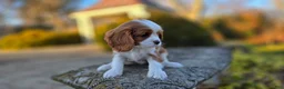 Cavalier King Charles Spaniel dogs for sale: Val - Ad 6