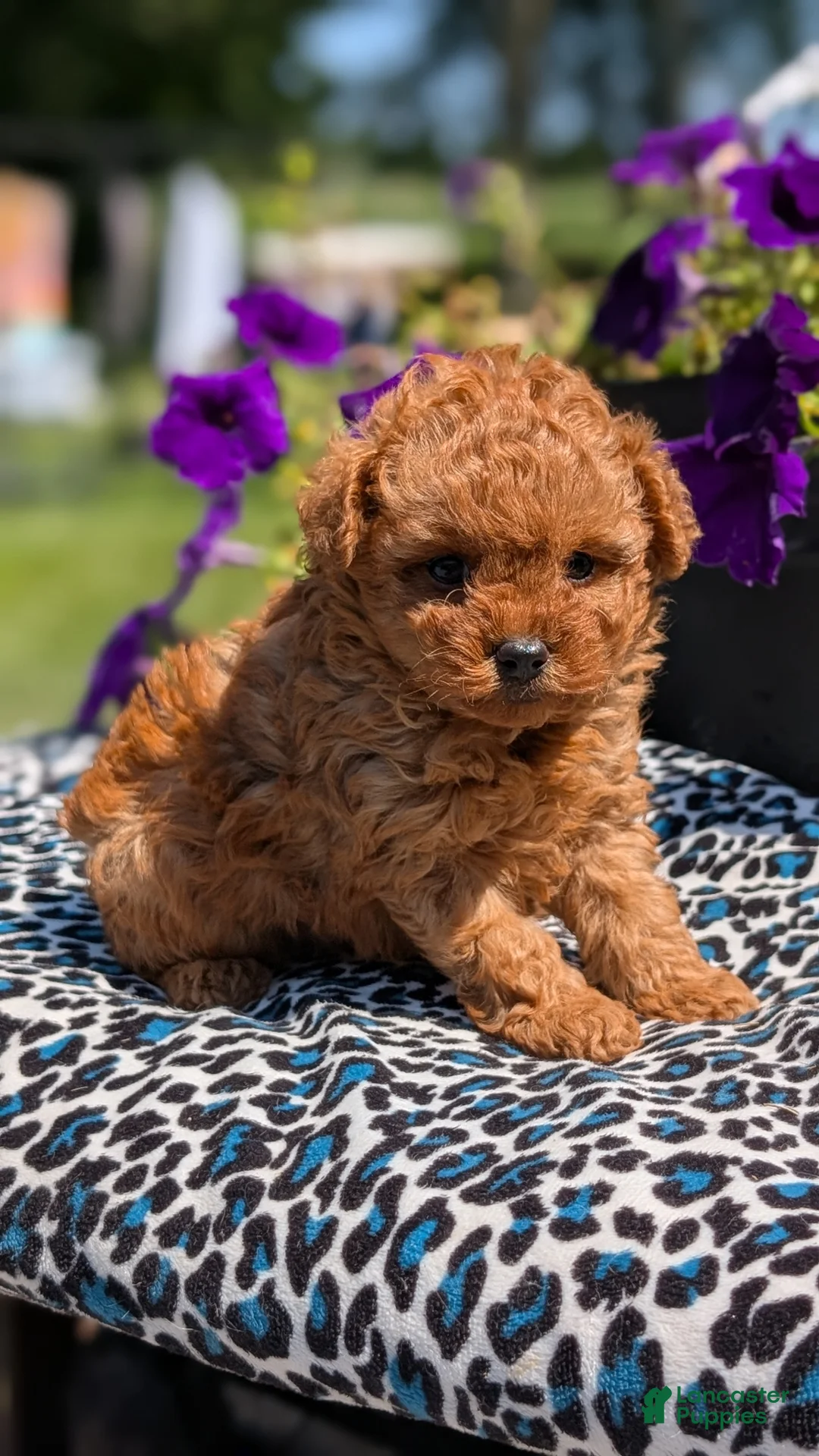 Toy Poodle dogs for sale: Max - Ad 2