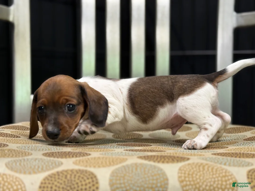 Miniature Dachshund dogs for sale: Shorty - Ad 2