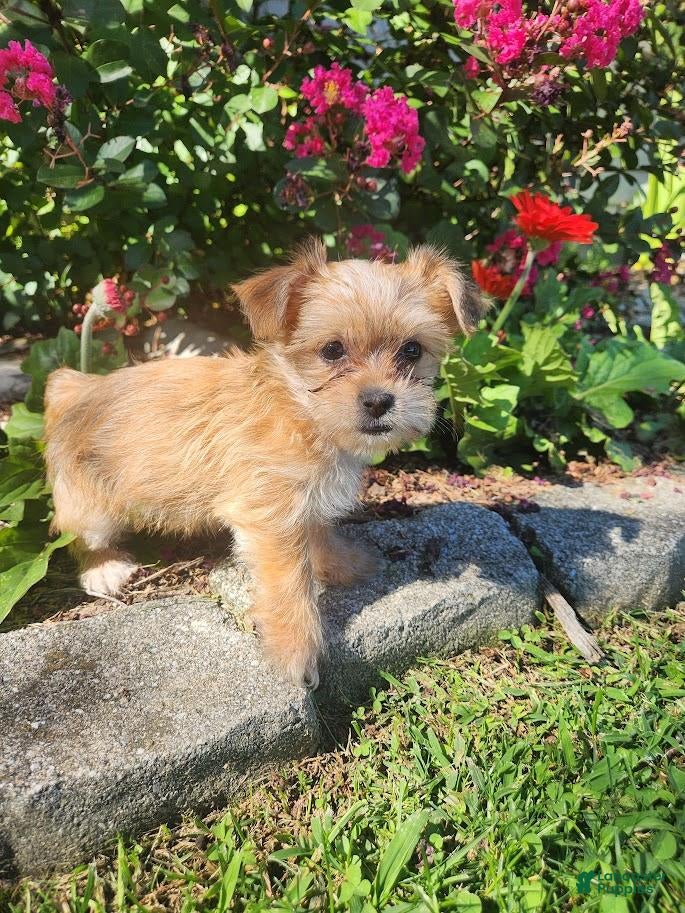 Shorkie dogs Tom - Ad 1