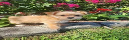 Shorkie dogs for sale: Tom - Ad 1