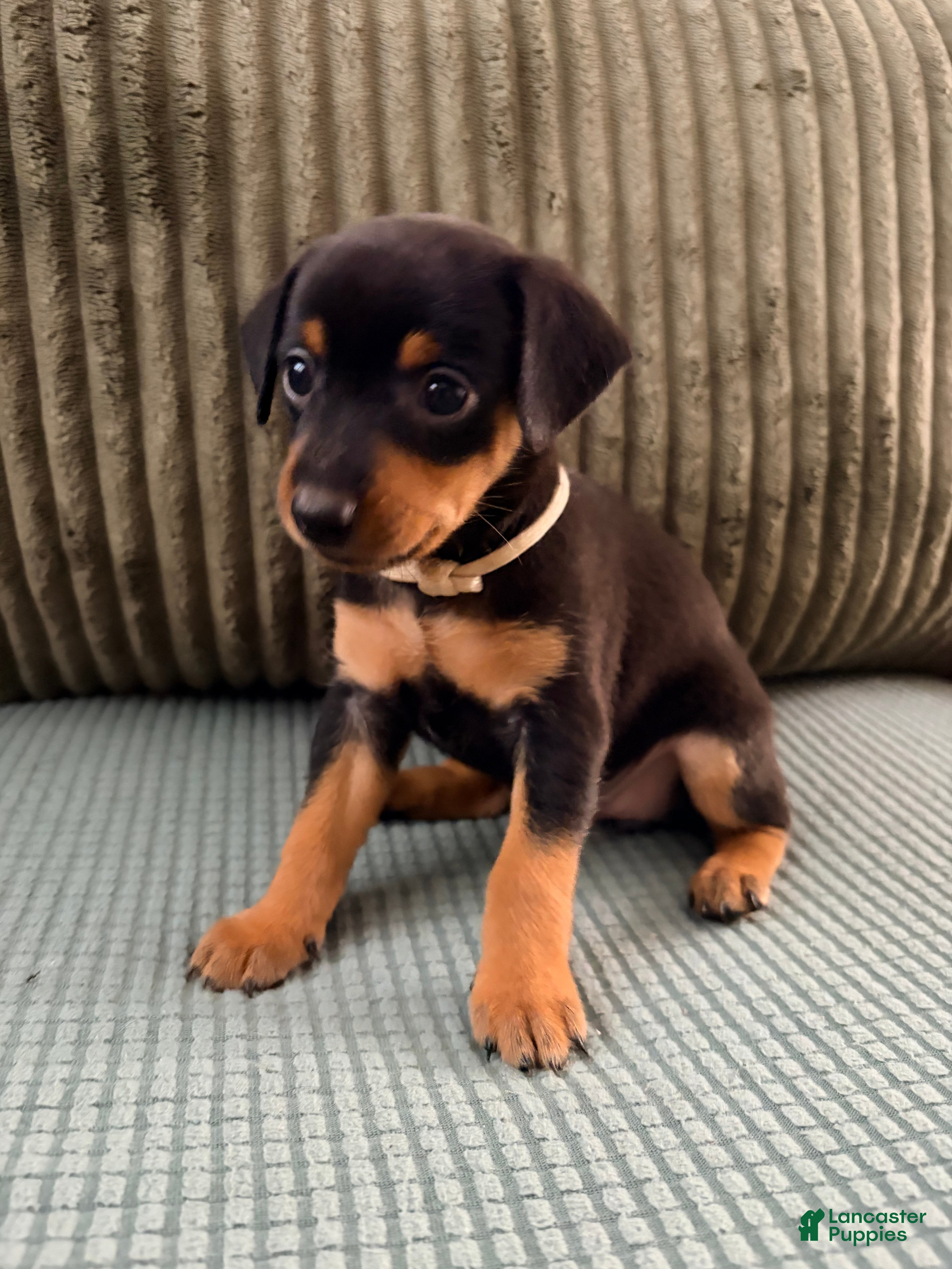 Miniature Pinscher dogs Luna - Ad 7