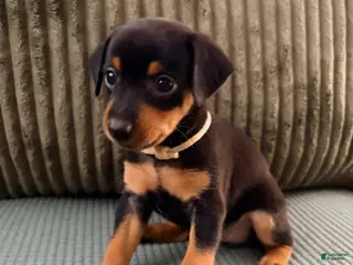Miniature Pinscher dogs Luna - Ad 7