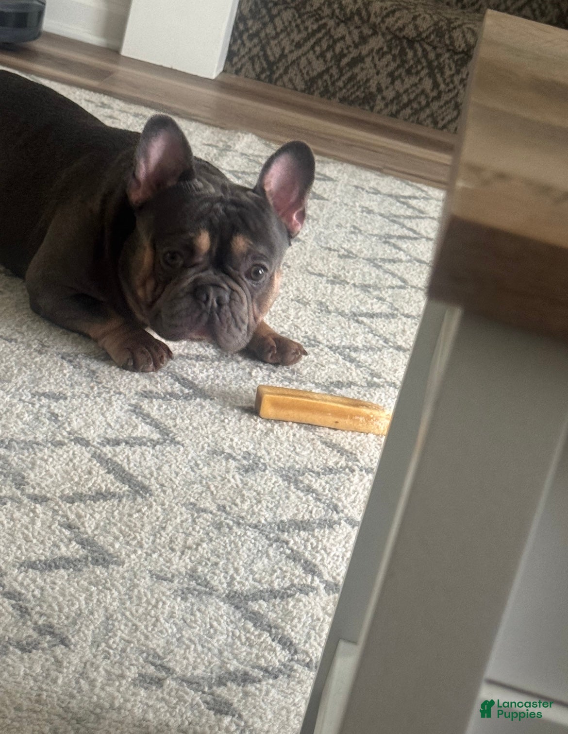 French Bulldog dogs for sale: Blue - Ad 1