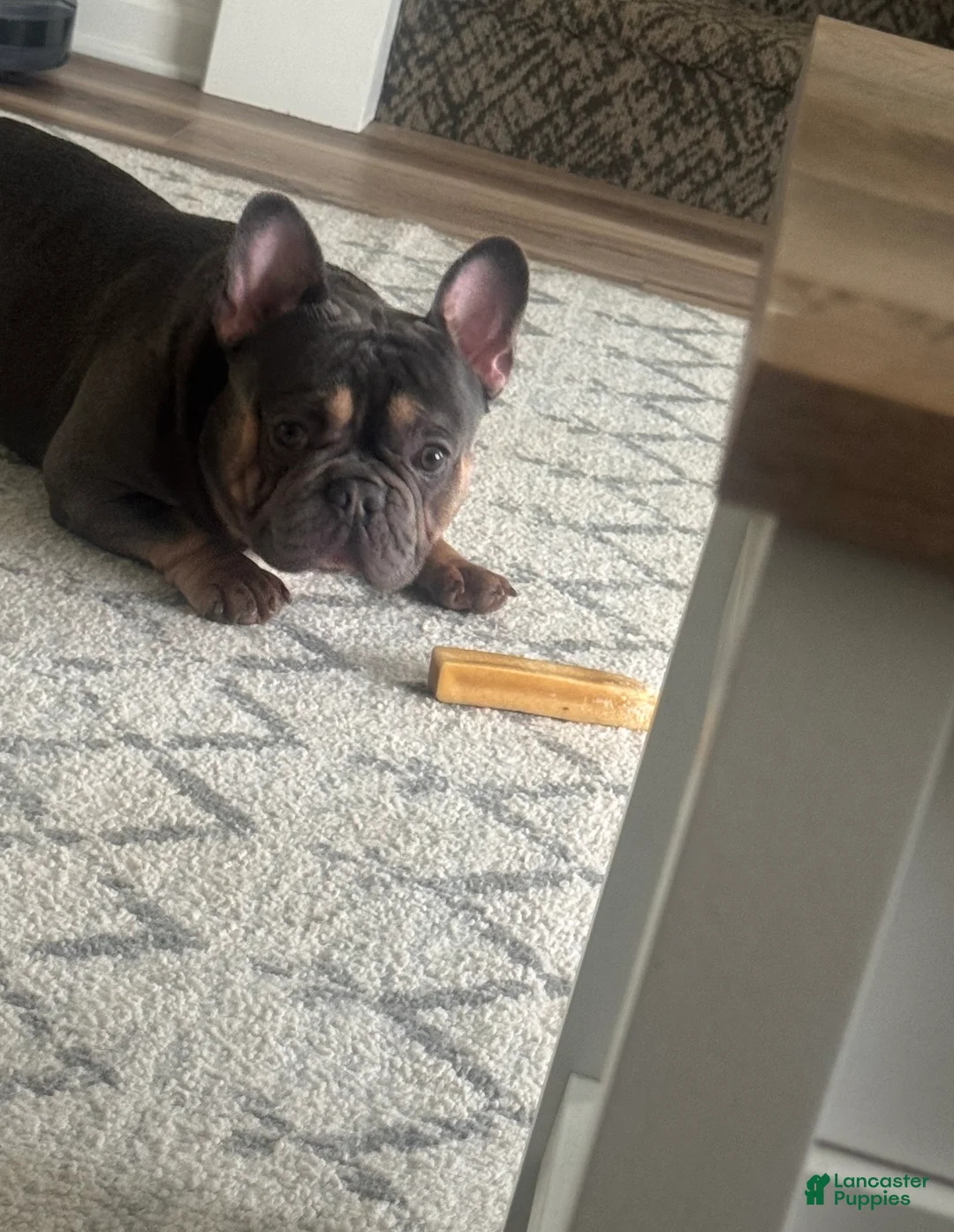 French Bulldog dogs for sale: Blue - Ad 1