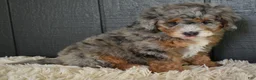 Mini Bernedoodle dogs for sale: Jazzie F1b - Ad 7