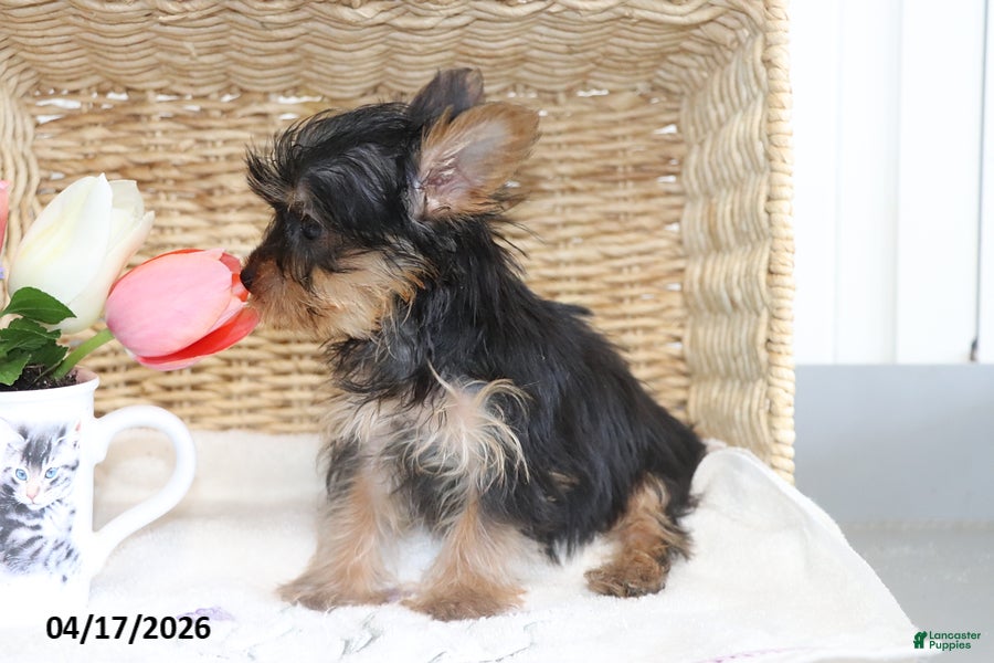 Yorkshire Terrier dogs Callie TEACUP - Ad 2