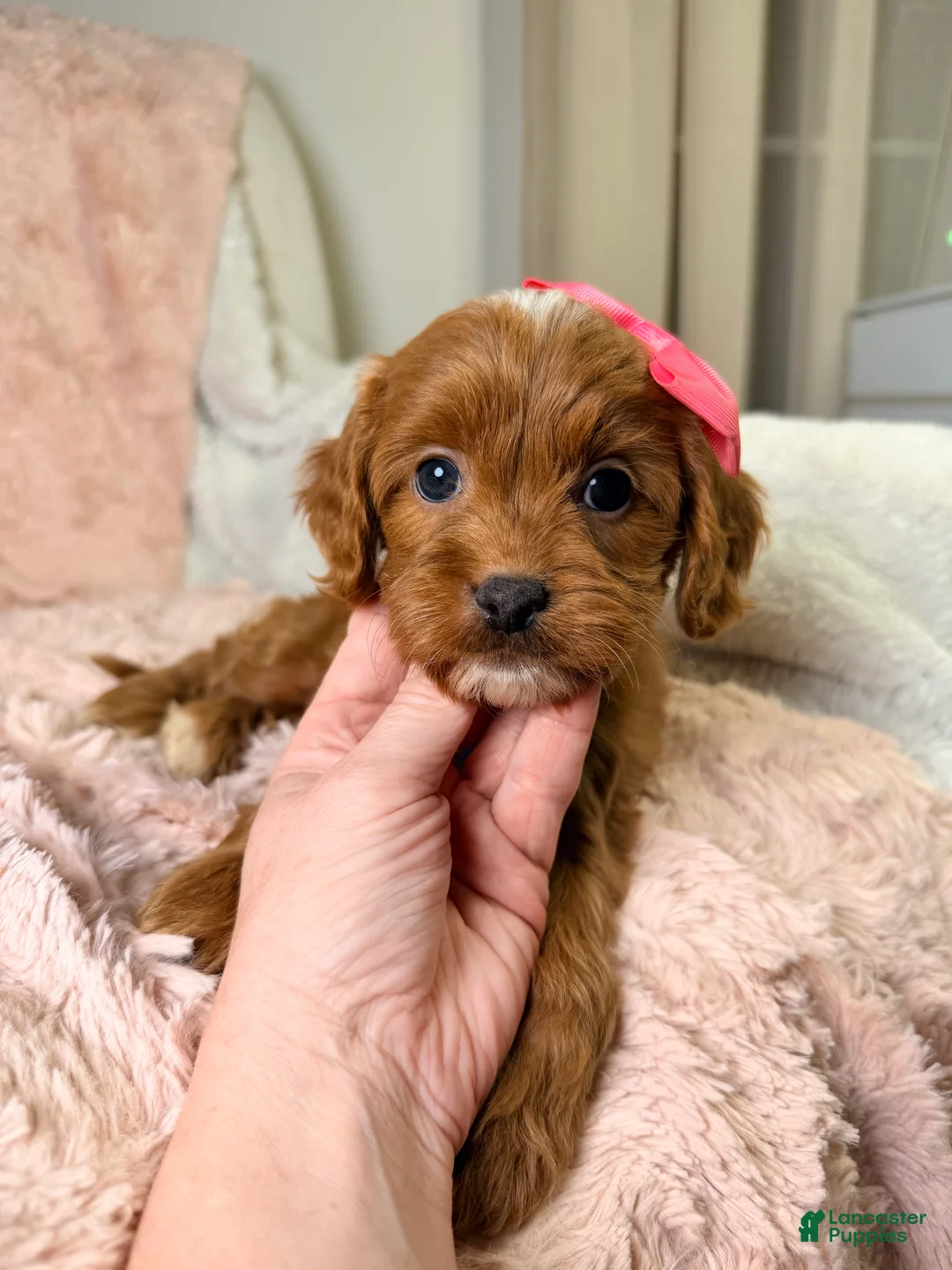Cavapoo dogs for sale: Sun - Ad 2