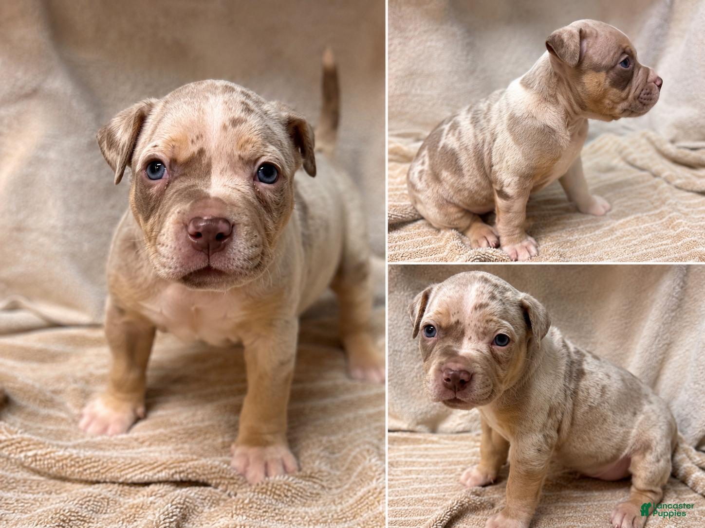 Mixed Breed Puppy 1