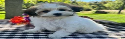 Havapoo dogs for sale: Belle - Ad 1