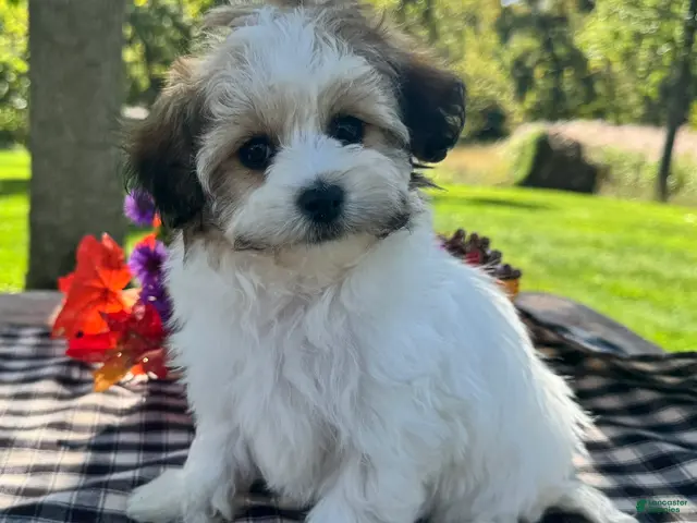 Havapoo dogs for sale: Belle - Ad 1