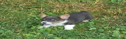 Welsh Corgi Pembroke dogs for sale: Lynx the low rider  - Ad 12