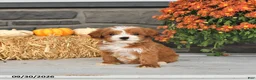 Cavapoo dogs for sale: Rosa  - Ad 1