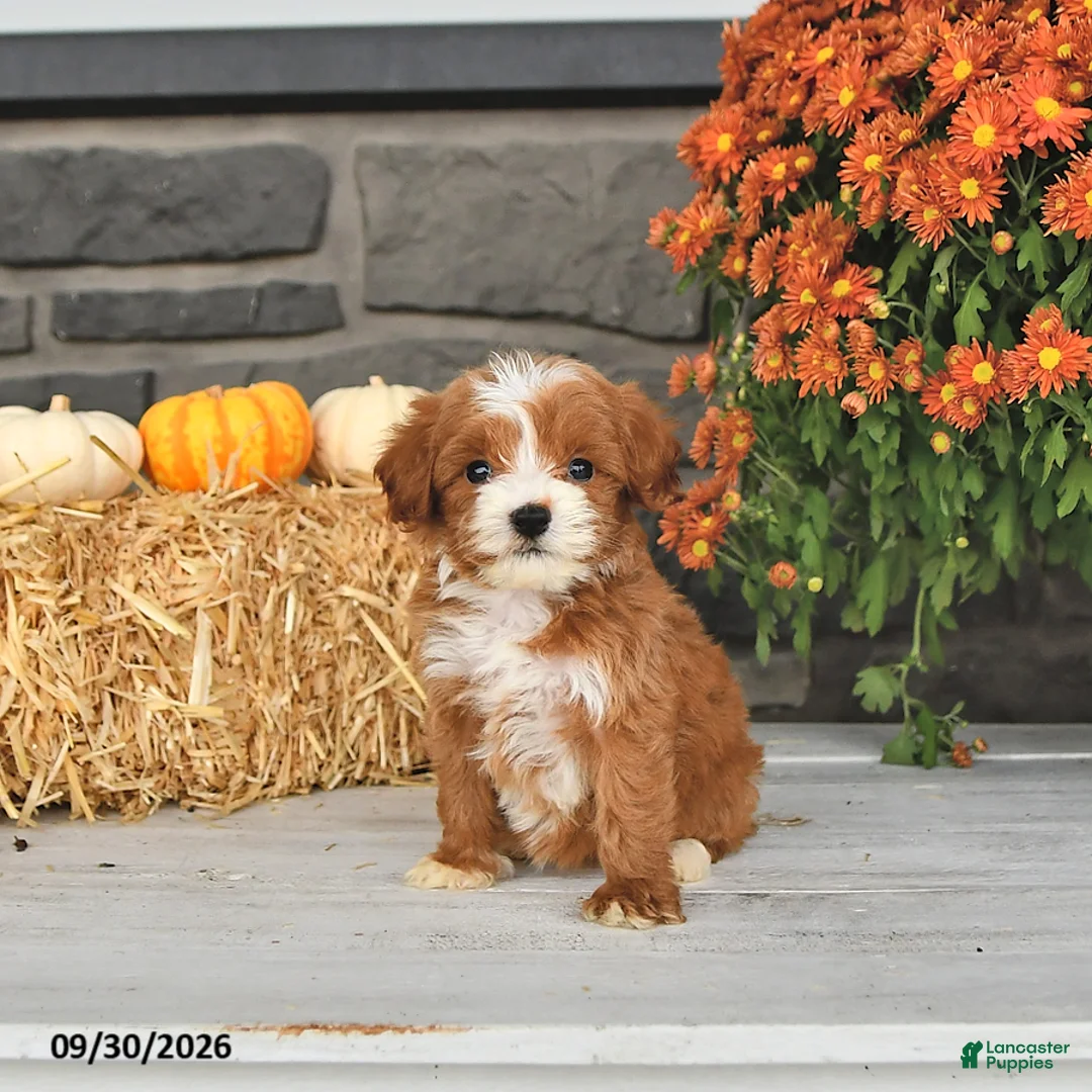 Cavapoo dogs for sale: Rosa  - Ad 1