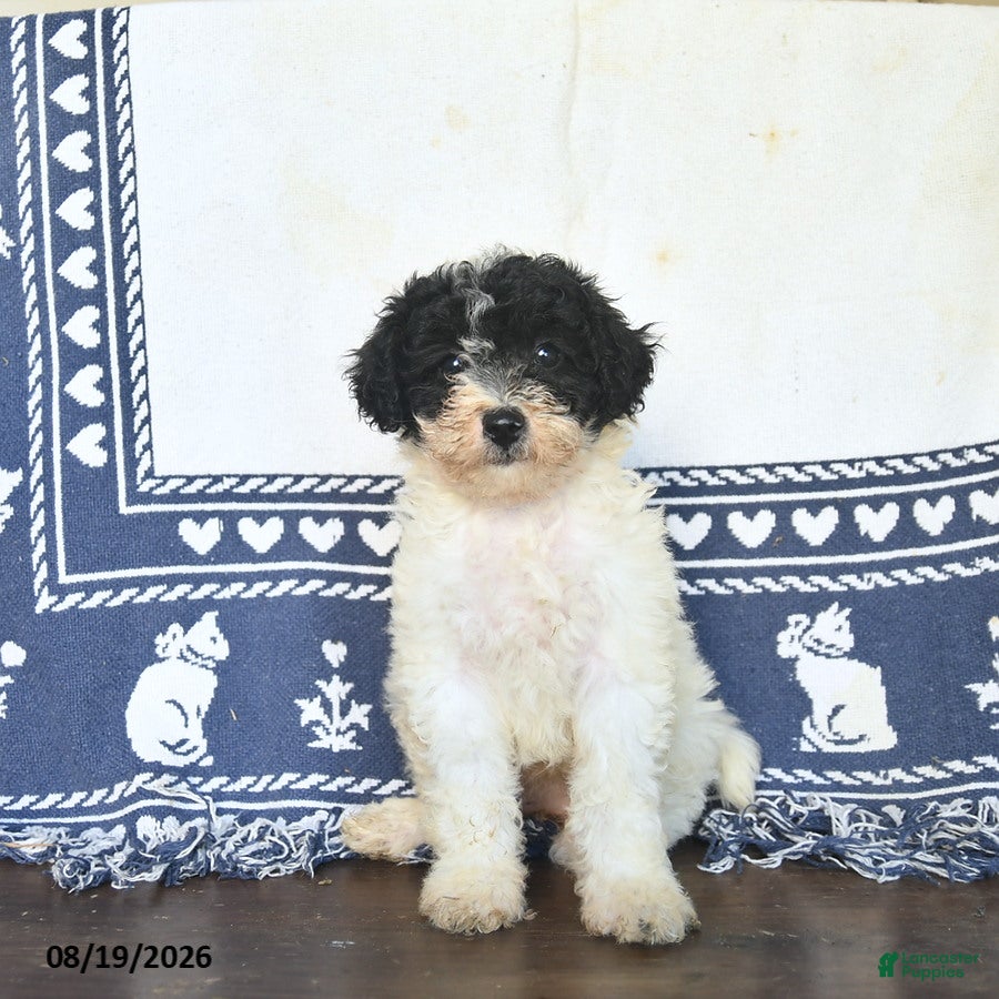 Miniature Labradoodle dogs Rose  - Ad 2