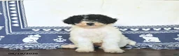 Miniature Labradoodle dogs for sale: Rose  - Ad 2