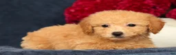 Bichpoo dogs for sale: Olive - Ad 4