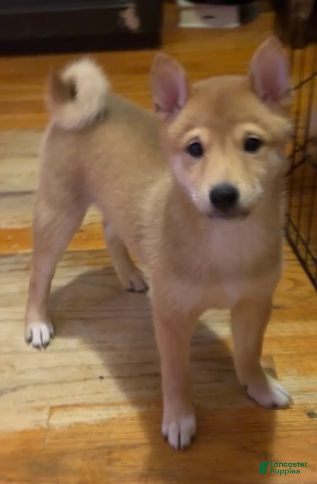 Shiba Inu dogs for sale: Rocky - Ad 1