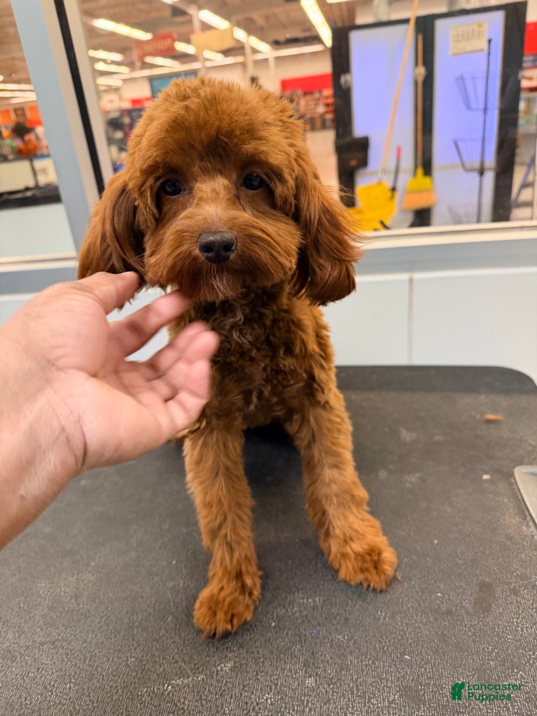 Cockapoo dogs for sale: Cedar - Ad 2