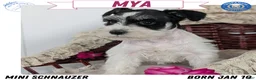 Miniature Schnauzer dogs for sale: Mya - Ad 1
