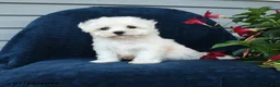 Maltese dogs for sale: Lilac - Ad 4