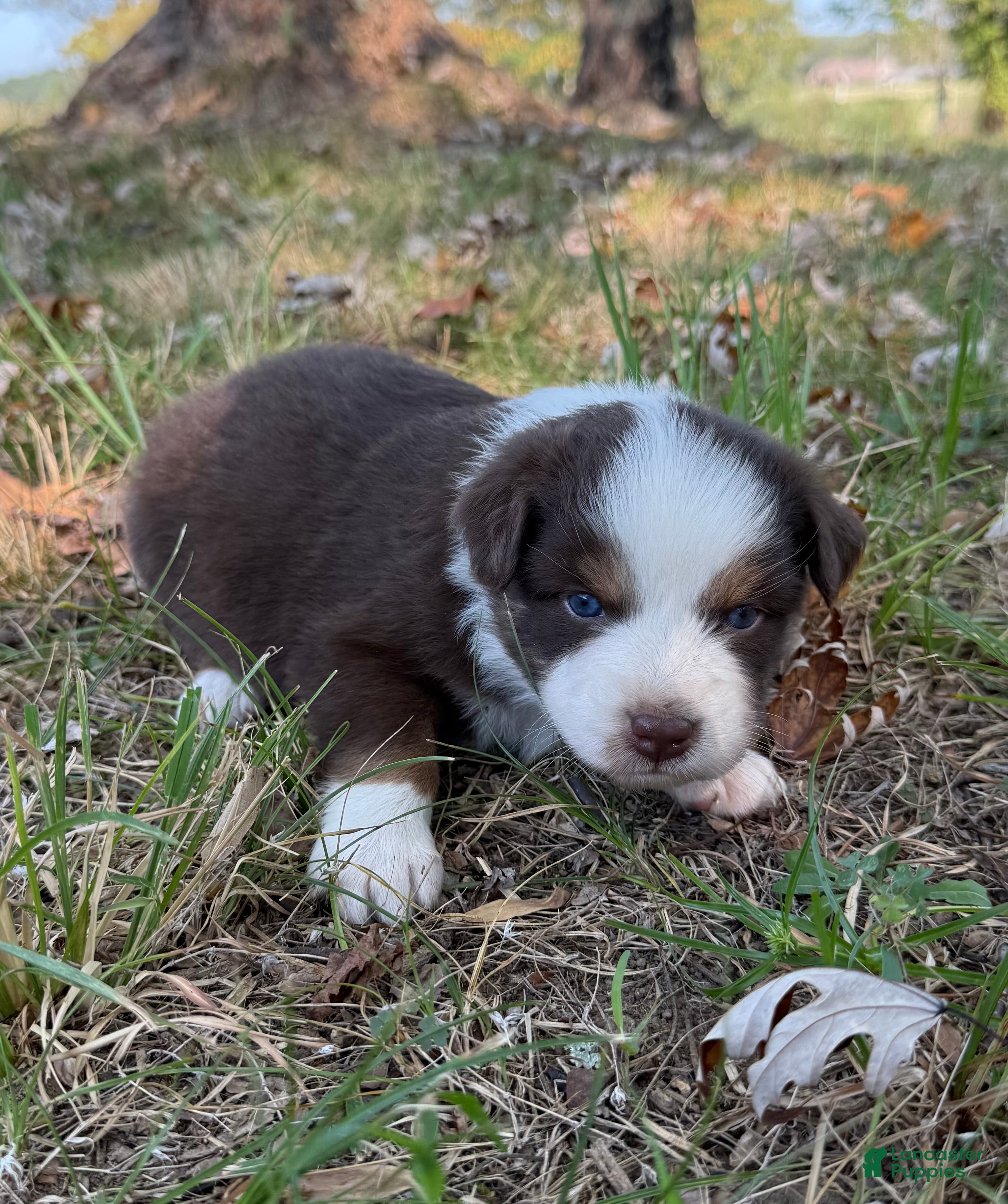 Australian Shepherd dogs Ginger  - Ad 2