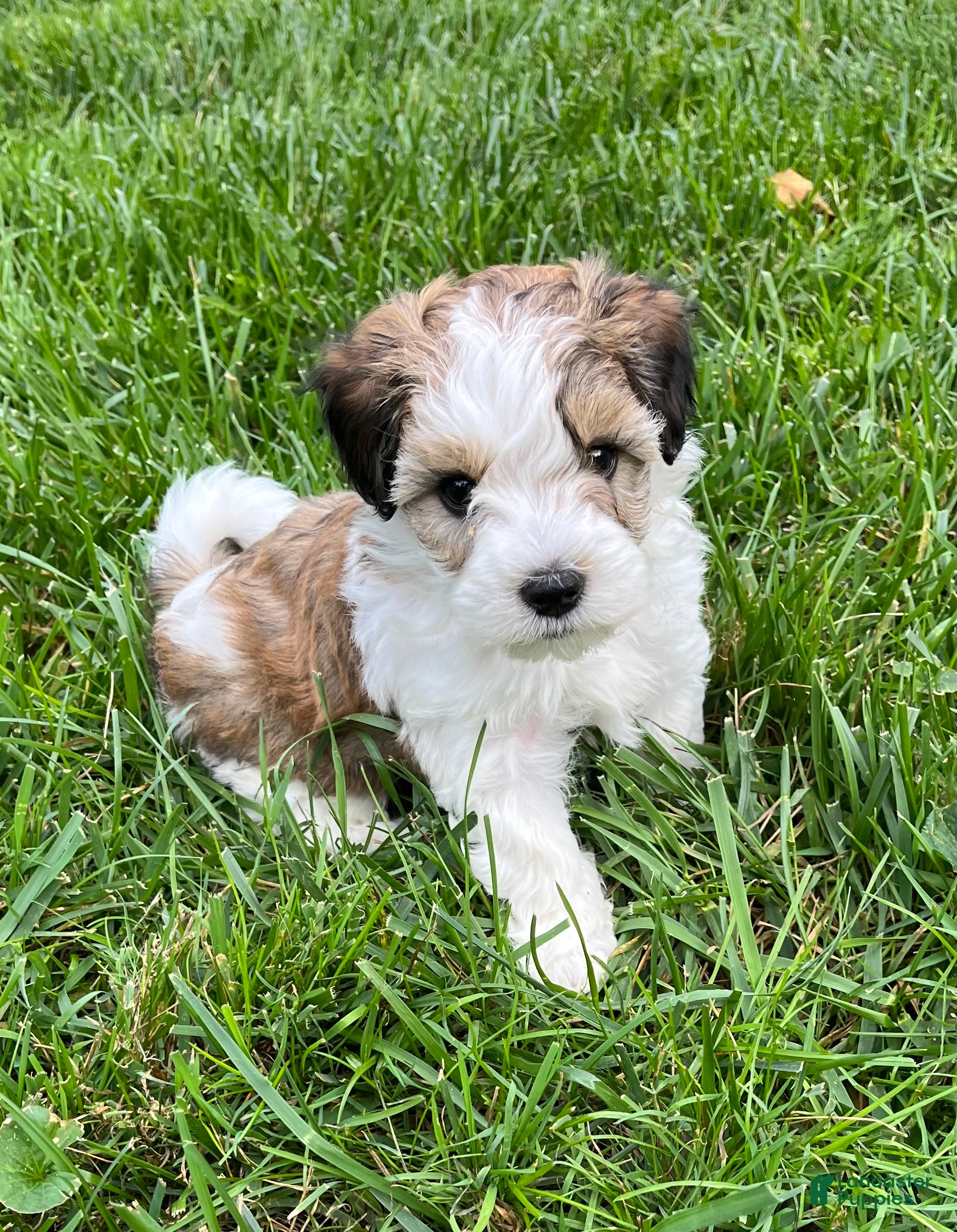 Havapoo dogs Leo - Ad 2