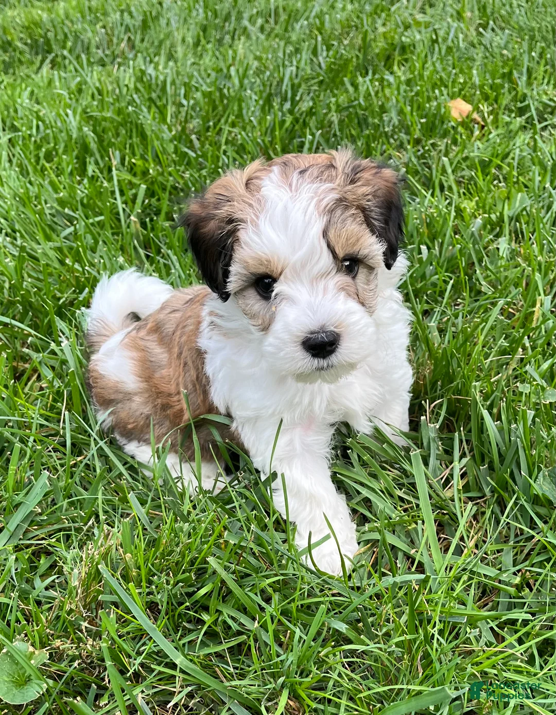 Havapoo dogs for sale: Leo - Ad 2
