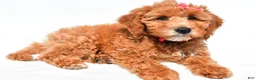 Mini Goldendoodle dogs for sale: Lolo - Ad 3