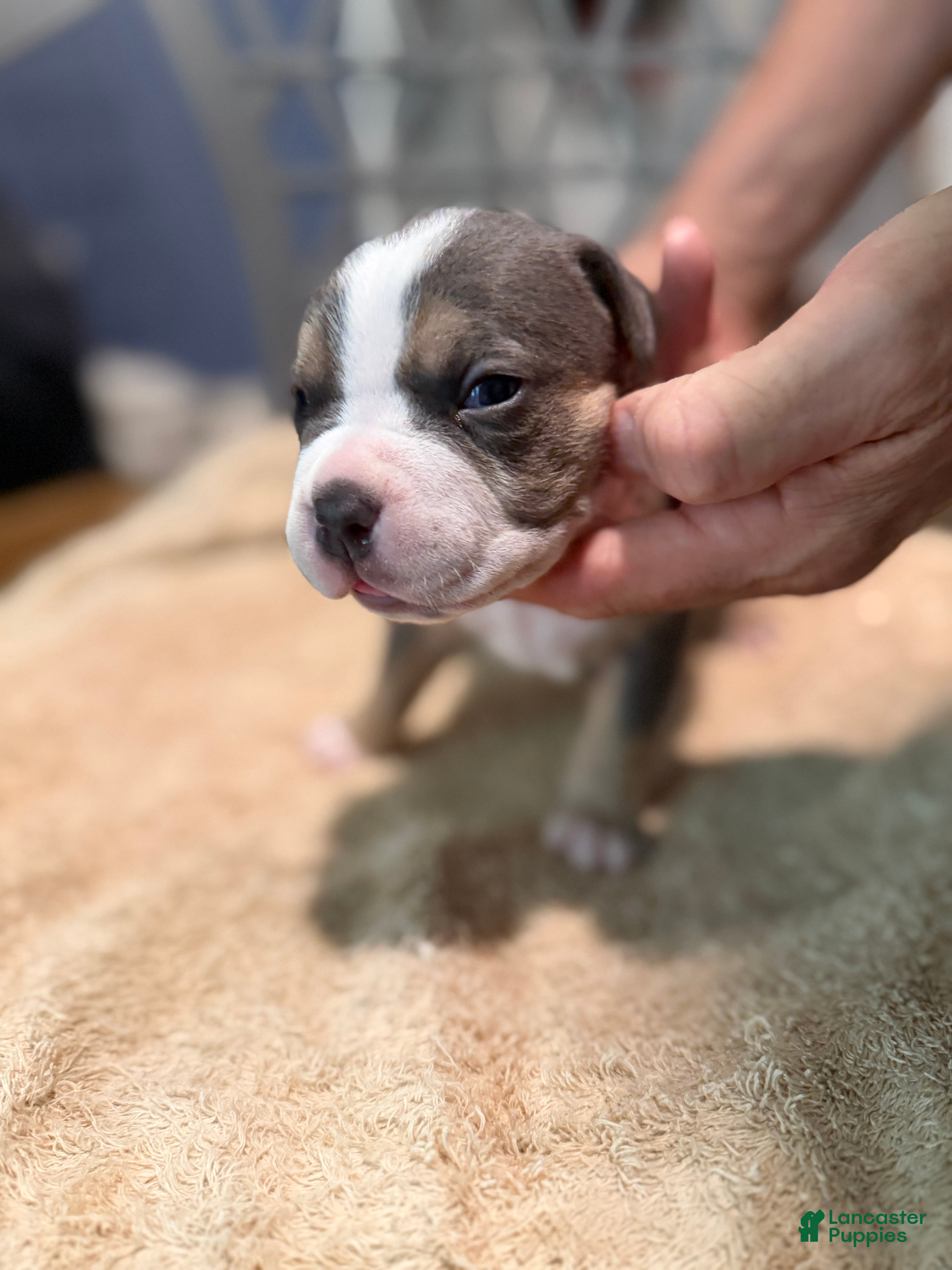 American Bully dogs Boy 2 - Ad 2