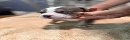 American Bully dogs for sale: Boy 2 - Ad 2