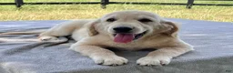 Golden Retriever dogs for sale: Westin - Ad 2