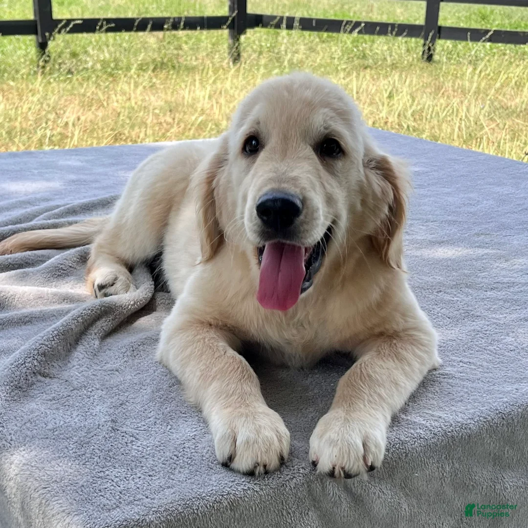 Golden Retriever dogs for sale: Westin - Ad 2