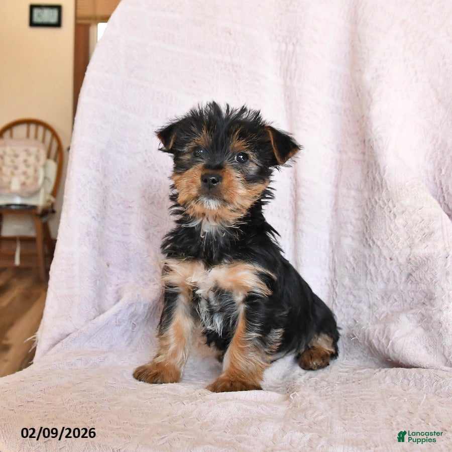 Yorkshire Terrier dogs Oliver - Ad 35