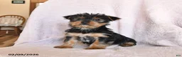 Yorkshire Terrier dogs for sale: Oliver - Ad 6