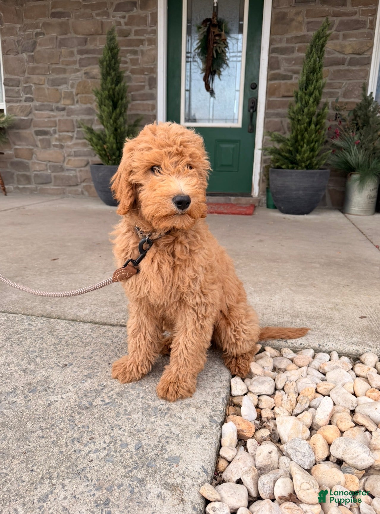 Irish Doodle dogs Graham  - Ad 1