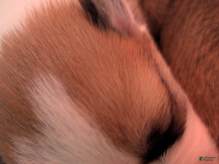 Welsh Corgi Pembroke dogs - Ad 18