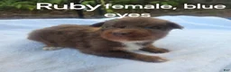 Australian Shepherd dogs for sale: Ruby - Ad 7