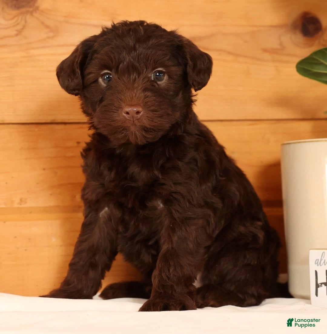 Yorkiepoo dogs for sale: Drake - Ad 1